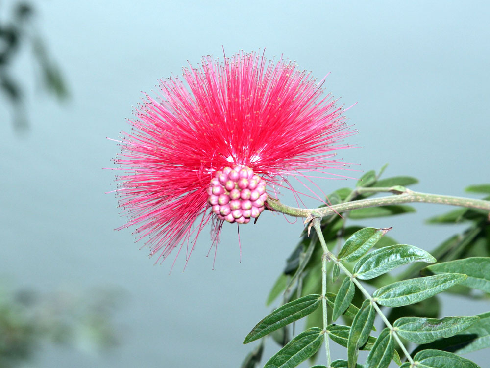 请教花名 摄影 天上来