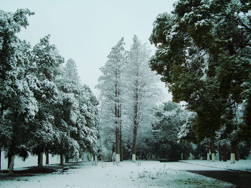 东湖宾馆的雪景 摄影 有味诗书