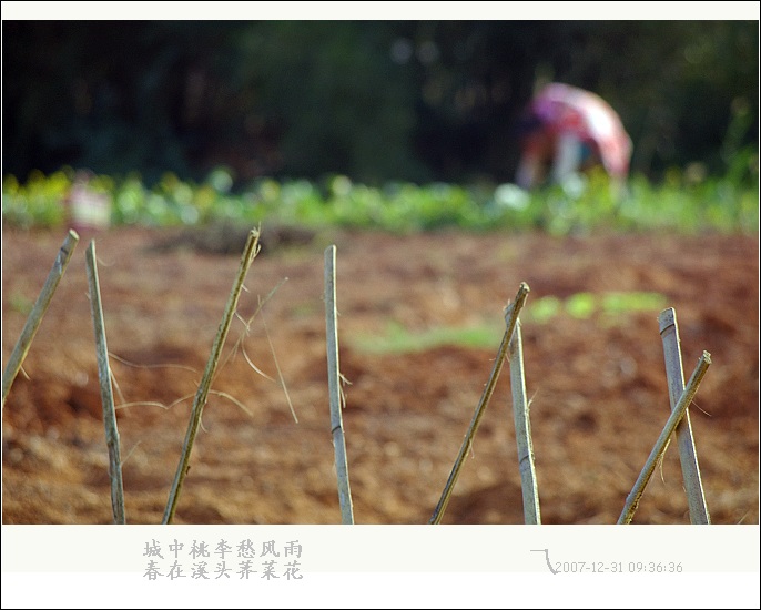 篱笆花 摄影 嬉哈