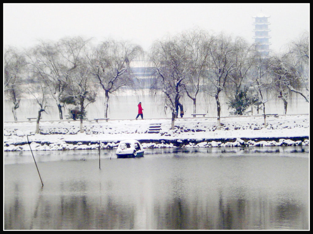 雪里红 摄影 金森林