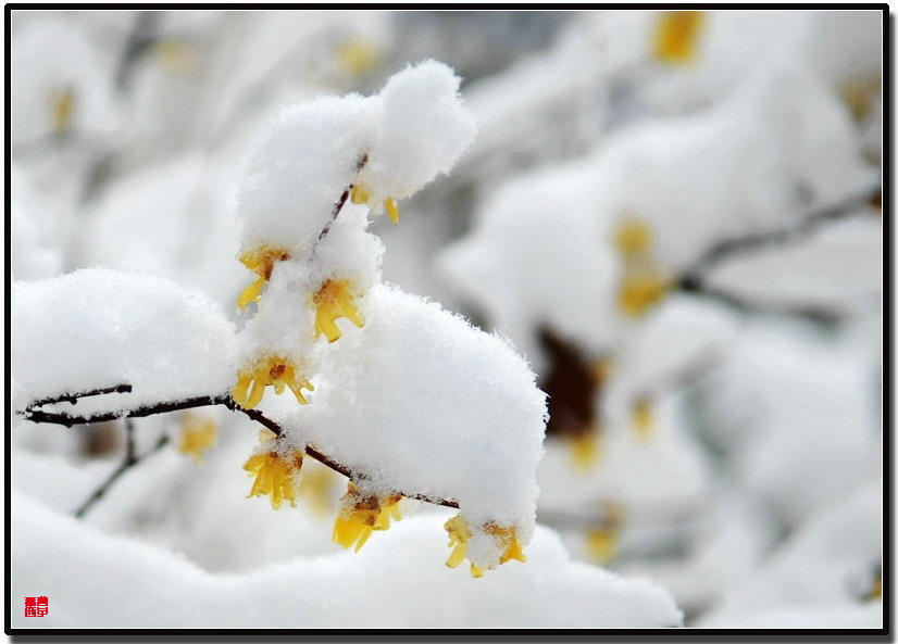 浮生如梦 踏雪寻梅 摄影 无梦西子