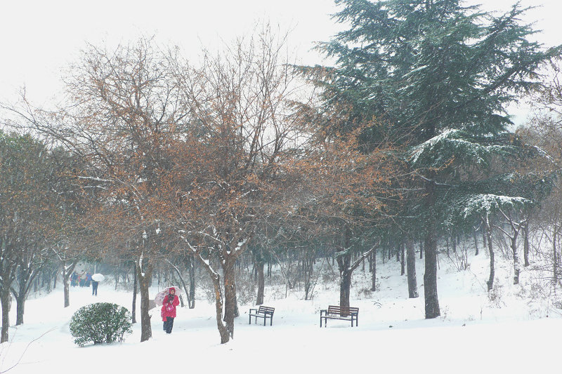 2008年的第一场雪 摄影 山药蛋