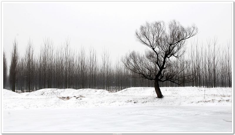 瑞雪兆鼠年 摄影 红树枝