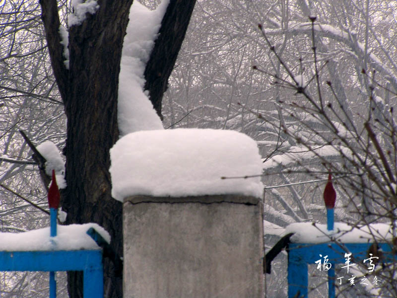 福年雪5 摄影 晋风