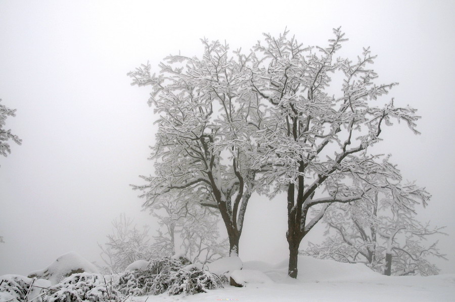 翠华山拍雪 摄影 激情人生