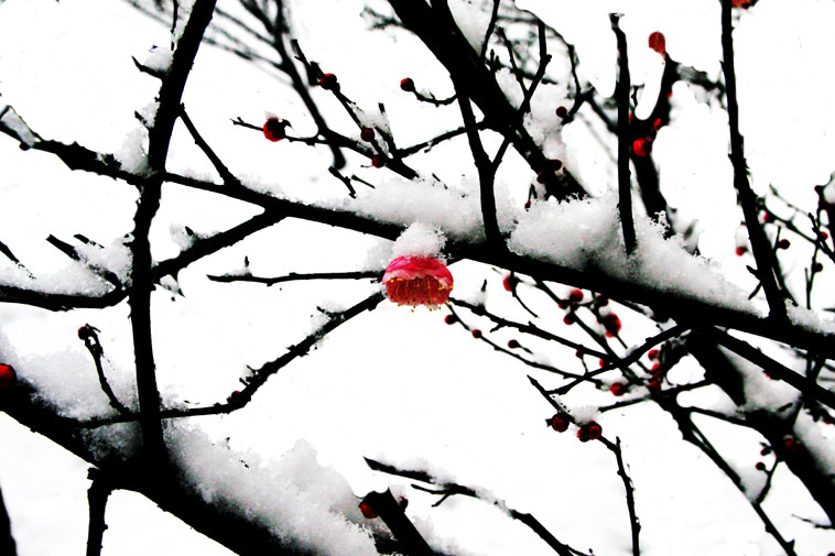 雪枚 摄影 一镜心怡