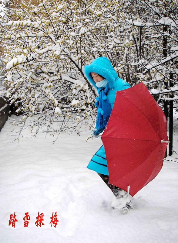 踏雪探梅 摄影 百灵