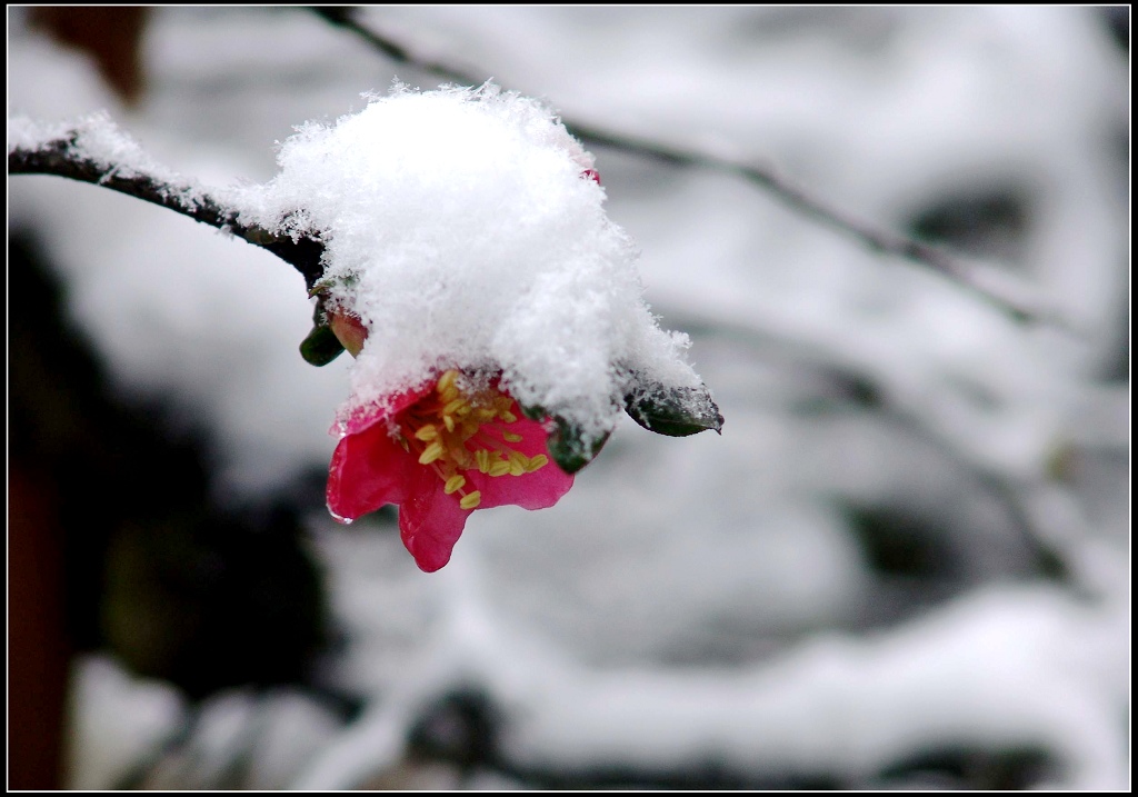 雪压海棠 摄影 双眸看客