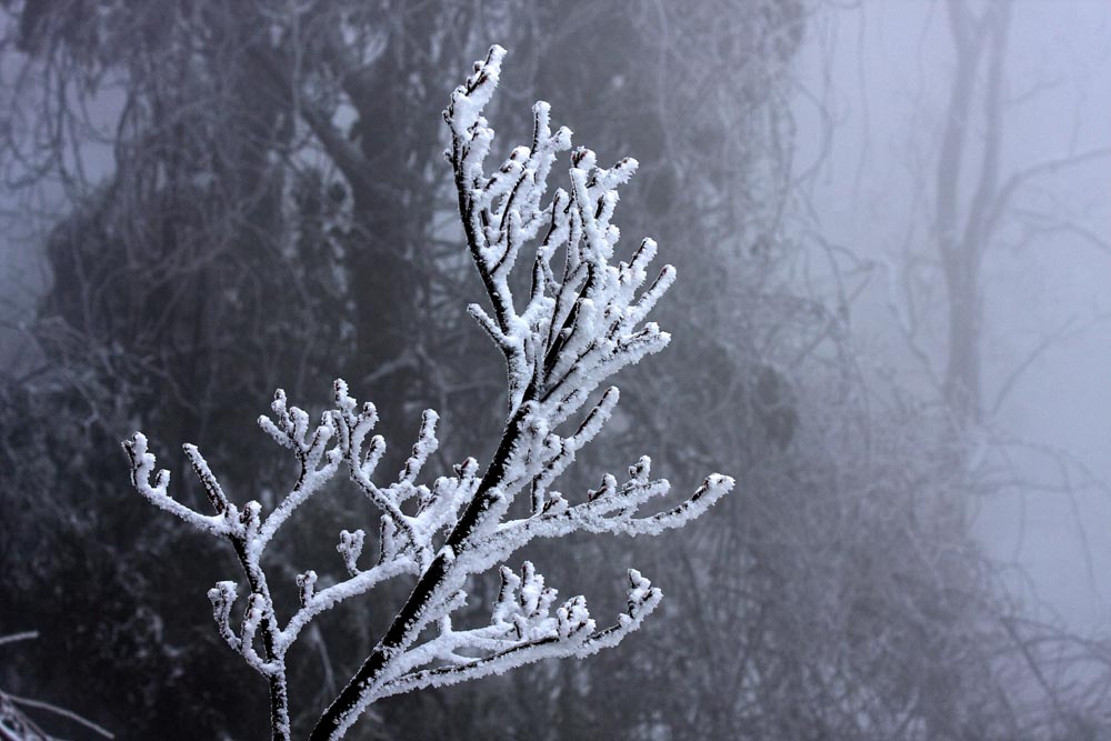 神雾山雪景系列--一枝独秀 摄影 古峰