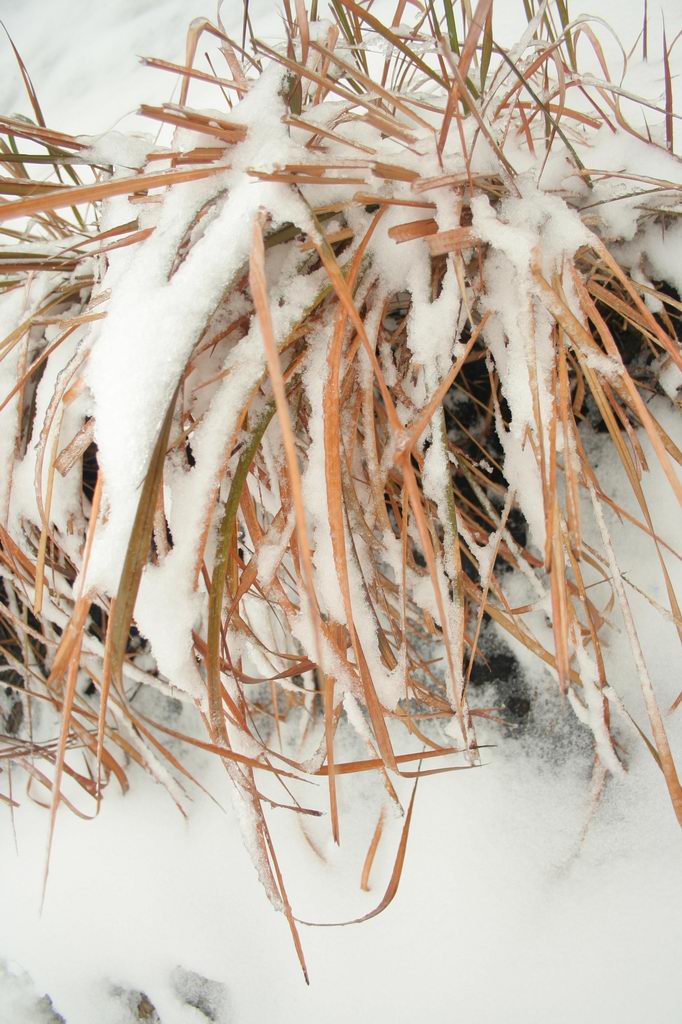 与雪同醉 摄影 赞几