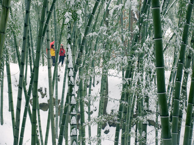 赏雪 摄影 光圈8.0