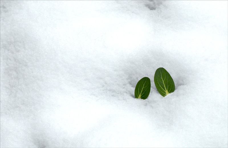 雪中晴 摄影 想尼康