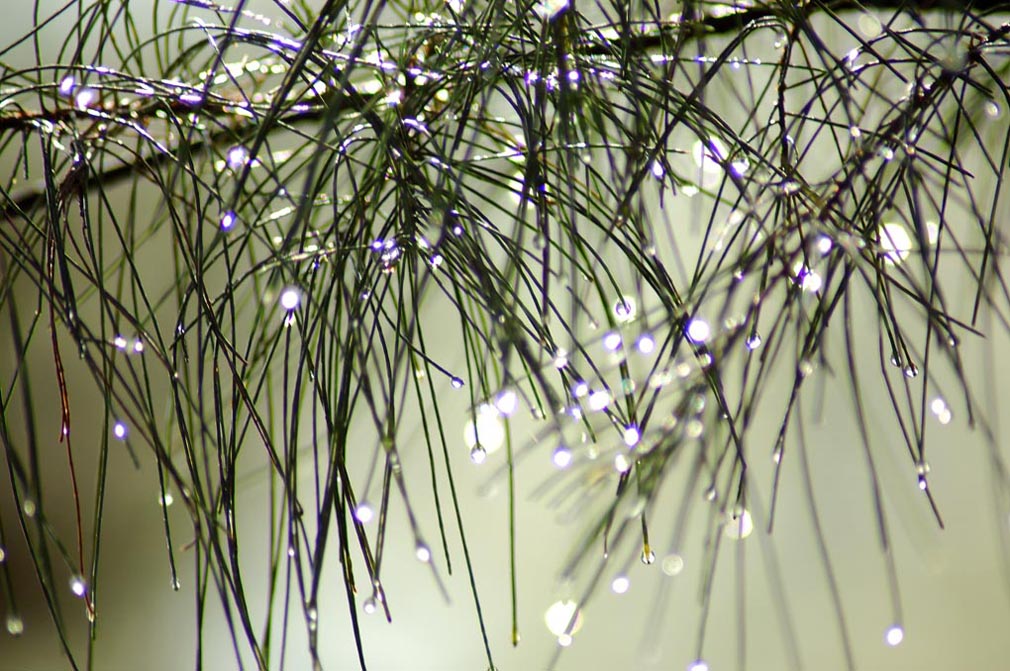 雨后留下水珠 摄影 啊吉