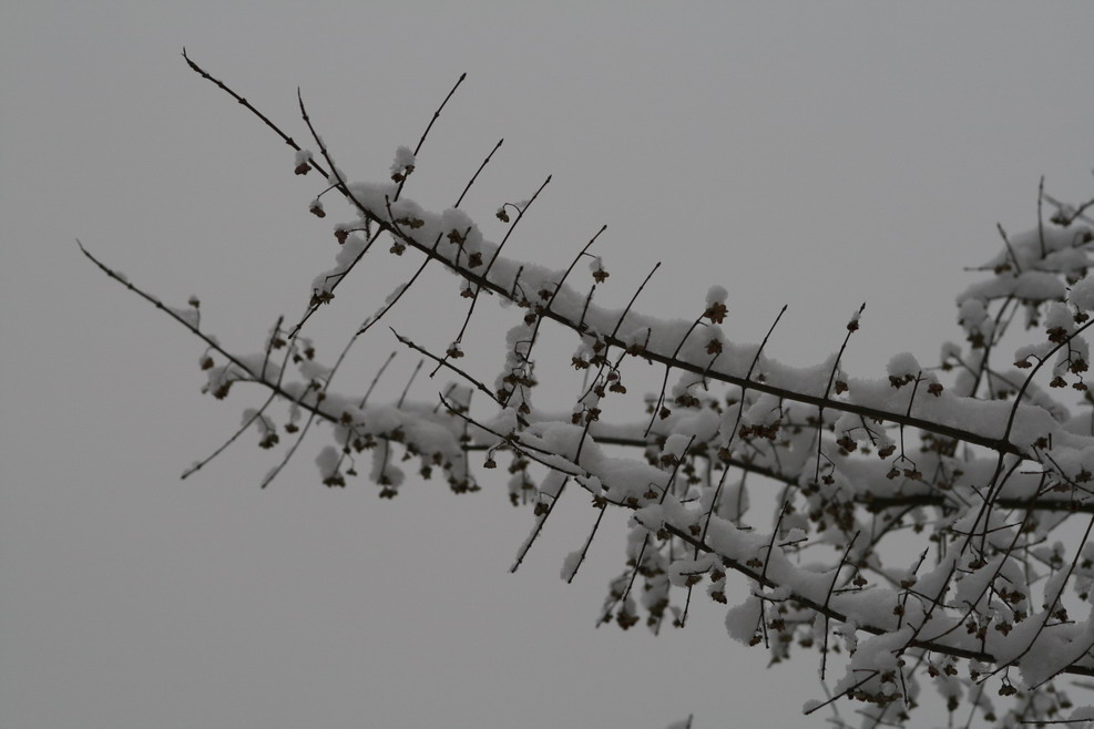 雪压冬枝 摄影 城市牧人