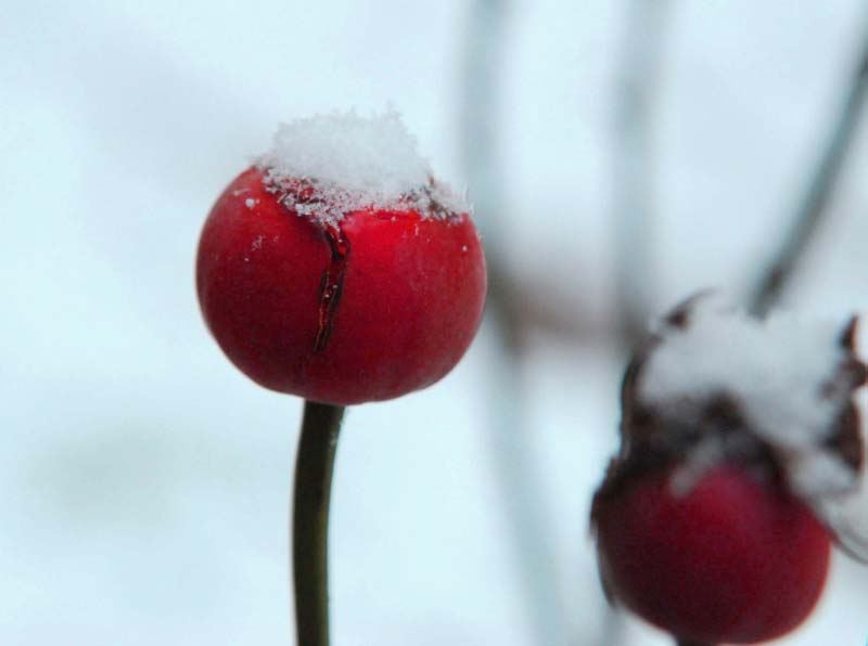 红果戴雪帽 摄影 zhenshan