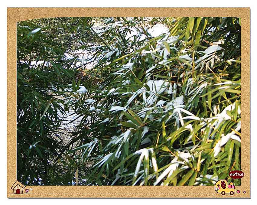 雪竹沐冬阳 摄影 若木