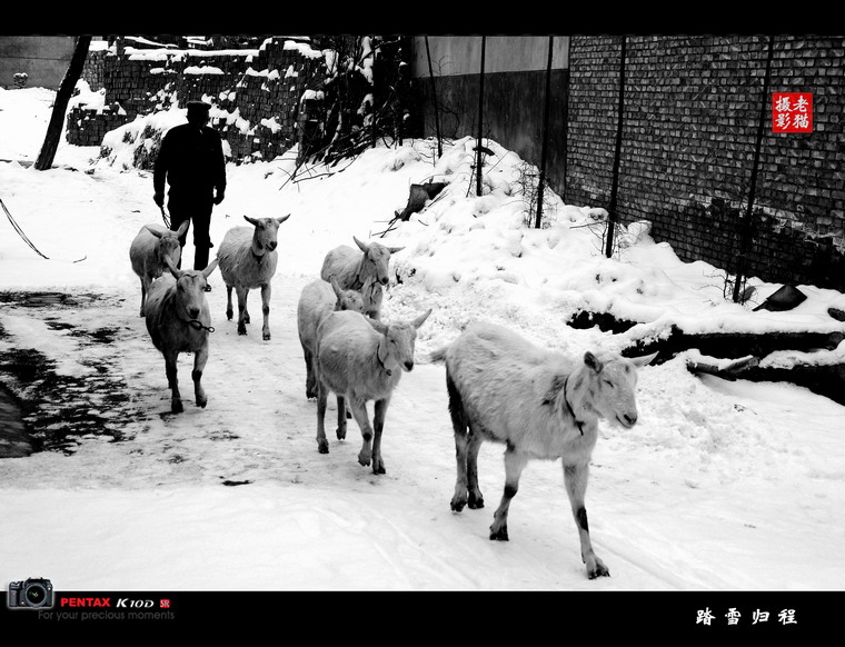 踏雪归程 摄影 三原老猫