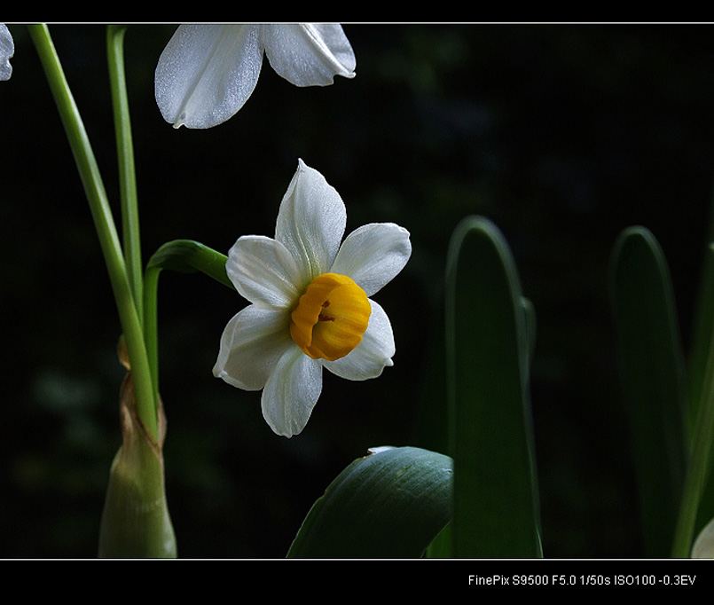 水仙花开(二) 摄影 摄眼无疆