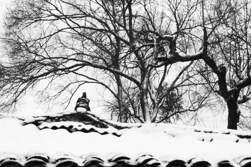 雪野（NO.1） 摄影 大地游神