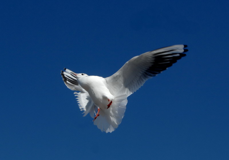 空中漫舞 摄影 wuyang