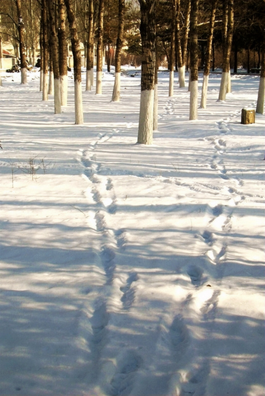 雪色 摄影 紫夜