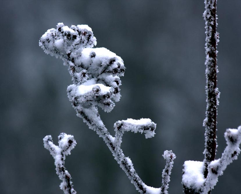 神雾山雪景系列--笑傲苍穹 摄影 古峰