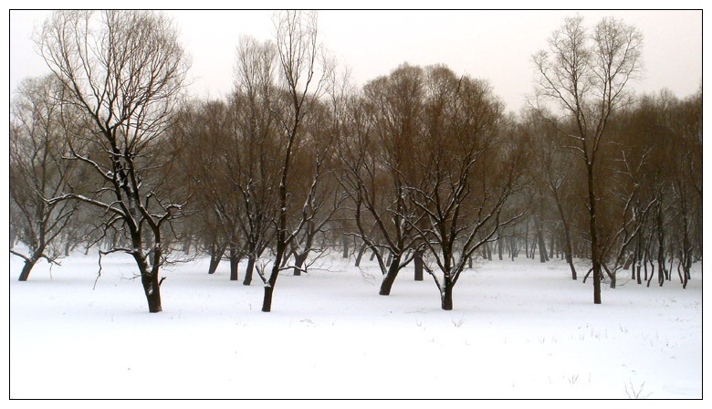 雪映柳树林 摄影 无比快乐