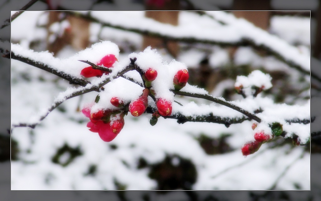 雪中海棠 摄影 双眸看客