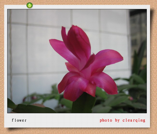 flower 摄影 clearqing