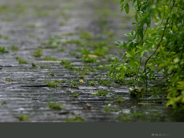 秋雨之路 摄影 罗绶焚香