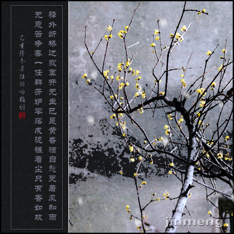 梅花01 摄影 jinmeng