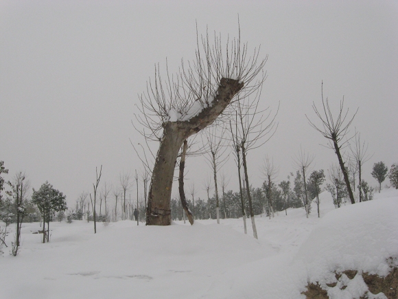 雪 摄影 网一