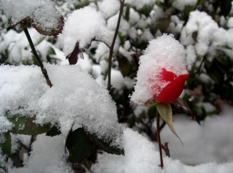 冷峻PK温馨－2008长沙冬雪 摄影 tianling