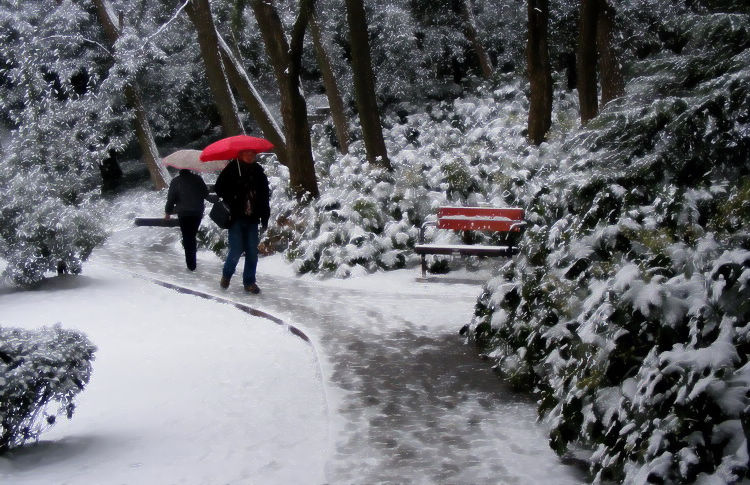 雪中小景 摄影 阿标