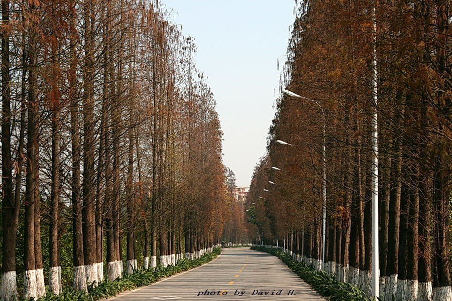 悠闲道路 摄影 黄大为