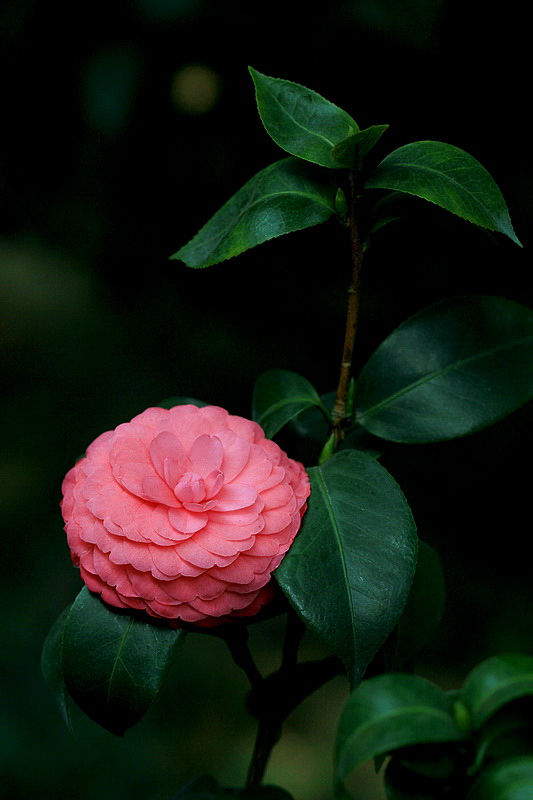 茶花（7） 摄影 laogao-1908