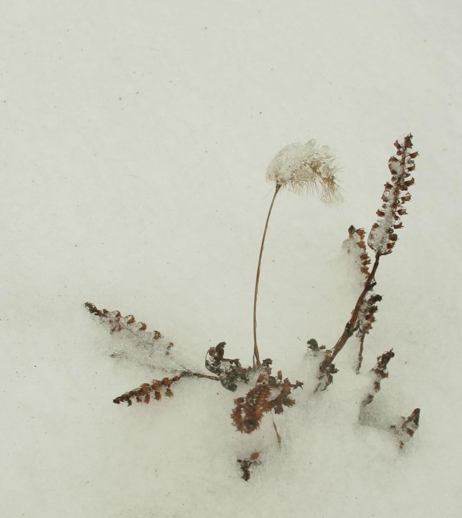 与雪同醉03 摄影 赞几