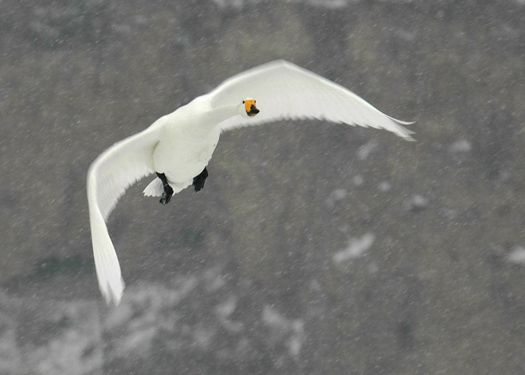 雪花飘飘 摄影 moni