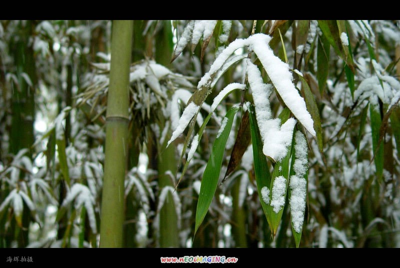 雪竹 摄影 海辉