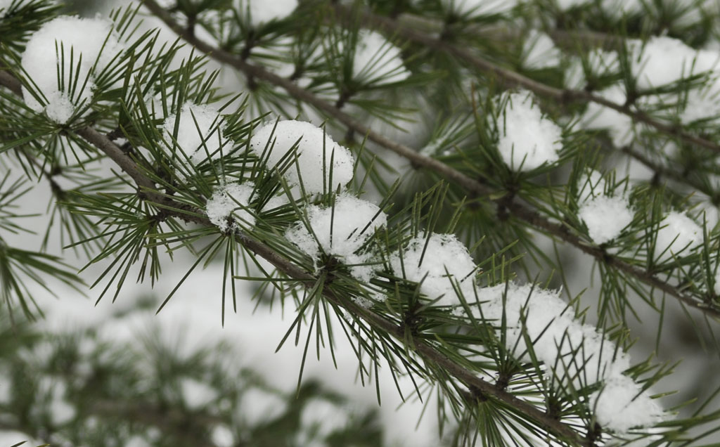 雪花点点 摄影 梦杳