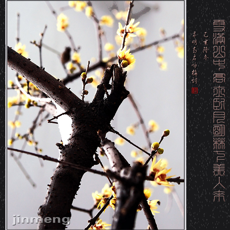 梅花02 摄影 jinmeng