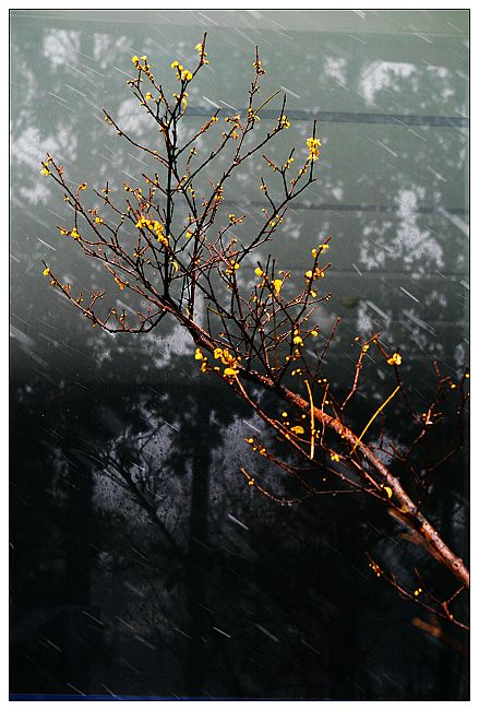 飞雪迎春到 摄影 句吴潜人