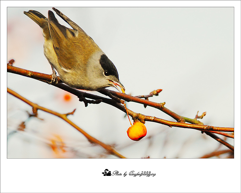 Blackcap (黑顶莺) 摄影 清风弄影