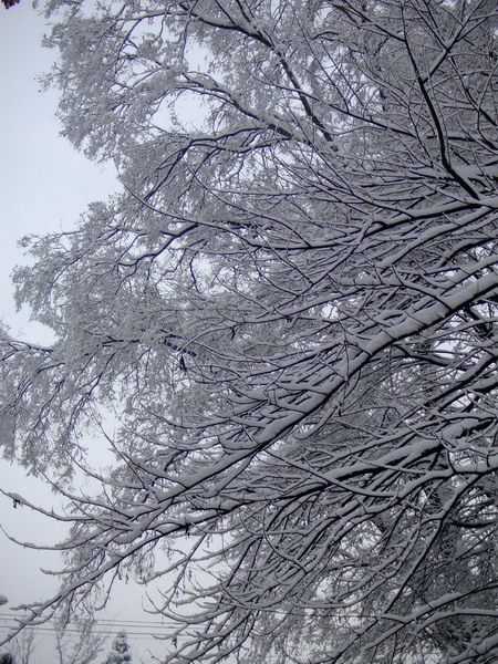 雪景（4） 摄影 司空情缘