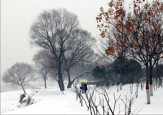 雪中漫步 摄影 秋之阳