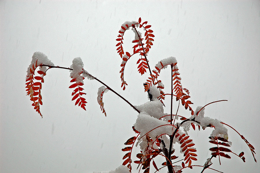 傲雪 摄影 yanzhang