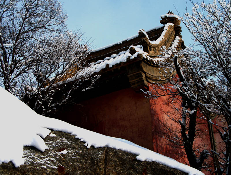 雪 摄影 森林雨季