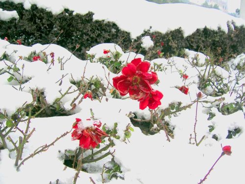 大雪花更艳 摄影 寒溪幽兰