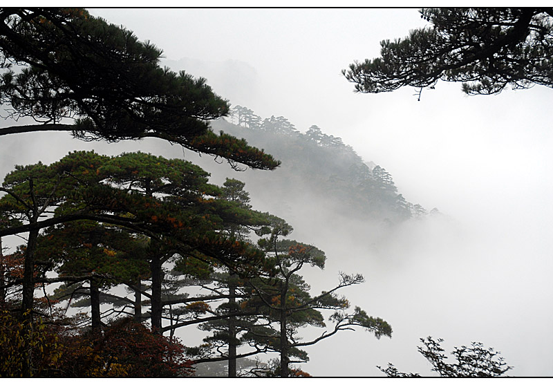 黄山—狮子峰—松 摄影 szhh