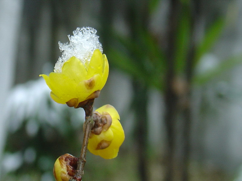 冰雪花更艳 摄影 晨风轻拂